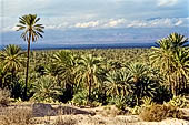 Marocco meridionale - La palmeria di Tiout, nei pressi di Taroudannt. 